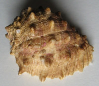 Amplidrupa aperta  (Blainville, 1832)  Seldom offered/Málo nabízená